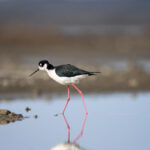 117期开奖时间最新公布,敬请关注具体日期与时刻 0j9mi30