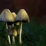 2月28号双色球开奖号码公布及中奖详情查询 5voecjhy6q