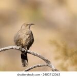 117开奖网最新开奖公告与中奖信息查询 lvngkn66q