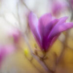 116期最快开奖结果查询与开奖时间公布 sech0t5iw