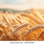 118kj手机看开奖记录118完整历史数据查询 vg05hu12un